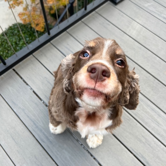 Meet your Posher, Stephanie - Picture 1 of 1